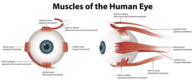 muscoli oculari 1 resized