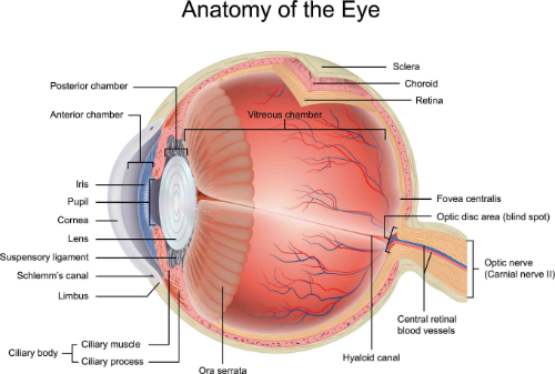 anatomia occhio 1 resized